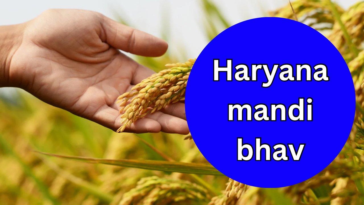 haryana mandi bhav